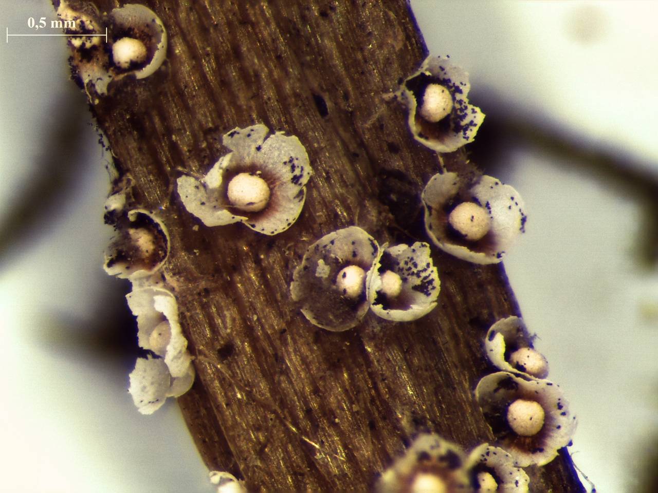 Diderma cinereum - внешний вид спороношений, Нелидовский, Tver Oblast (Russia)