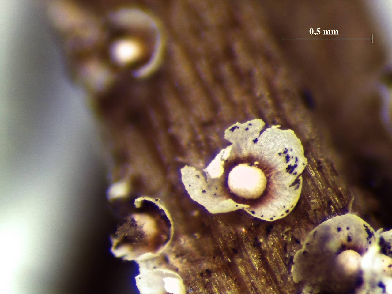 Diderma cinereum - внешний вид спороношений, Нелидовский, Tver Oblast (Russia)