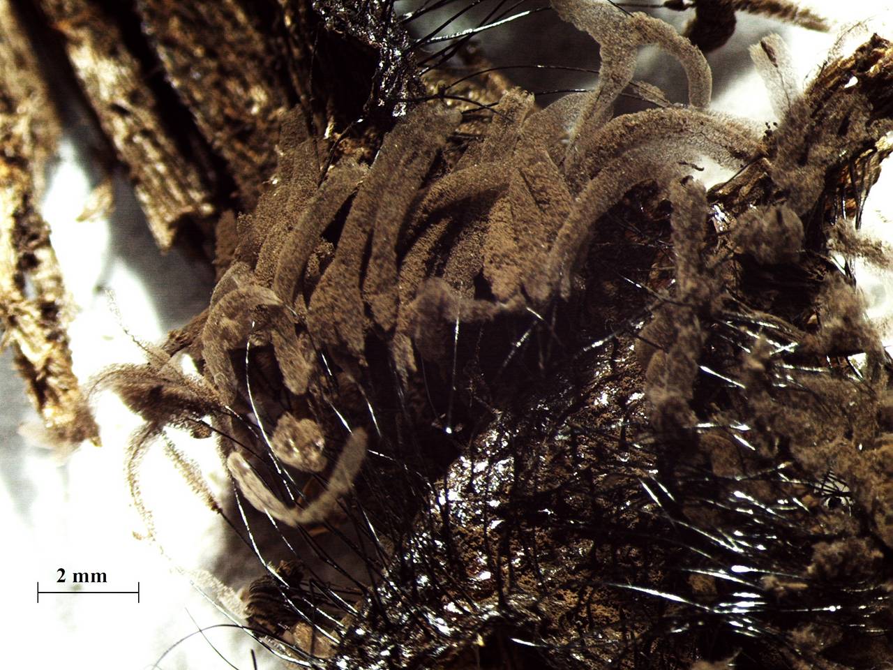 Stemonitopsis aequalis - внешний вид спороношений, Нелидовский, Tver Oblast (Russia)