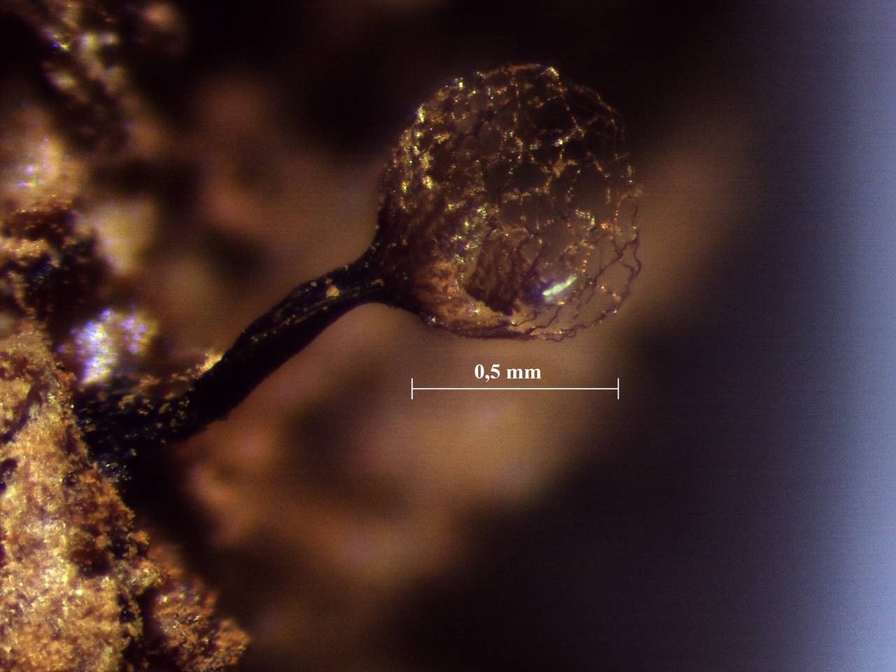 Cribraria rufa - внешний вид спороношений, Нелидовский, Tver Oblast (Russia)