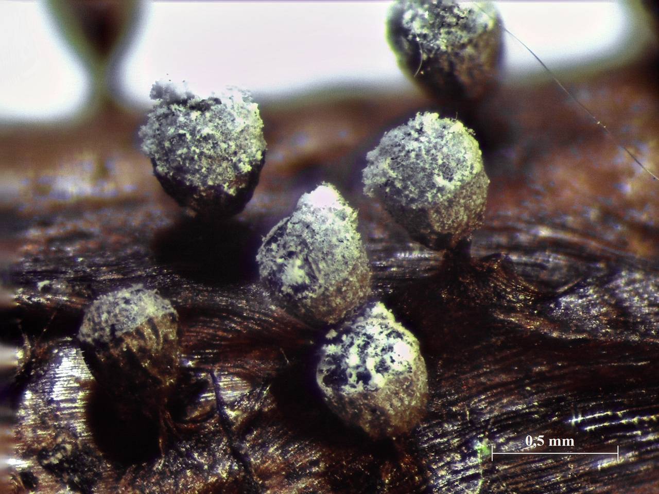 Craterium leucocephalum - внешний вид спороношений, Нелидовский, Tver Oblast (Russia)
