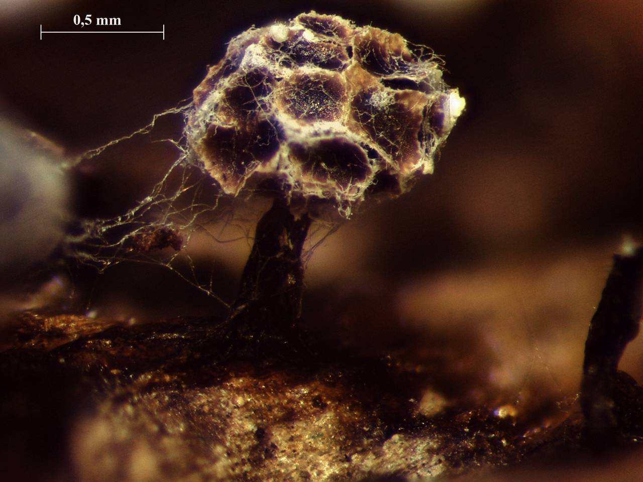 Diderma radiatum - внешний вид спороношений, Нелидовский, Tver Oblast (Russia)