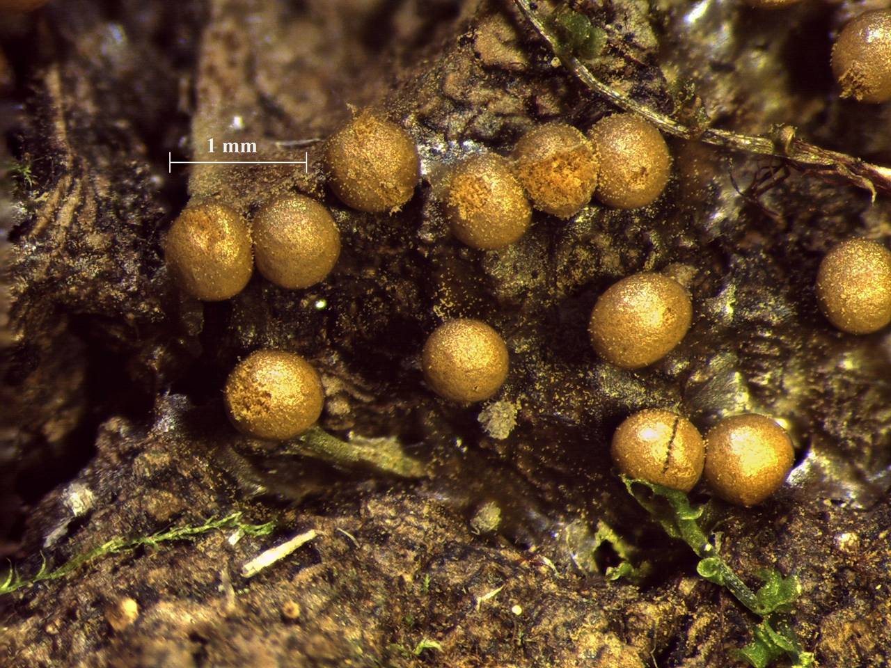 Diderma radiatum - внешний вид спороношений, Нелидовский, Tver Oblast (Russia)