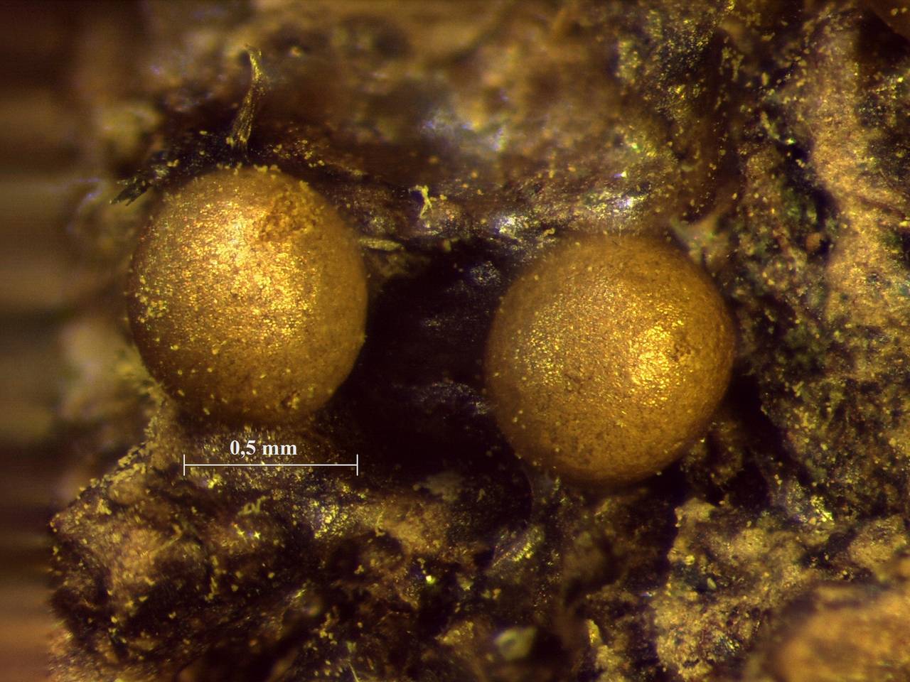 Trichia varia - внешний вид спороношений, Нелидовский, Tver Oblast (Russia)