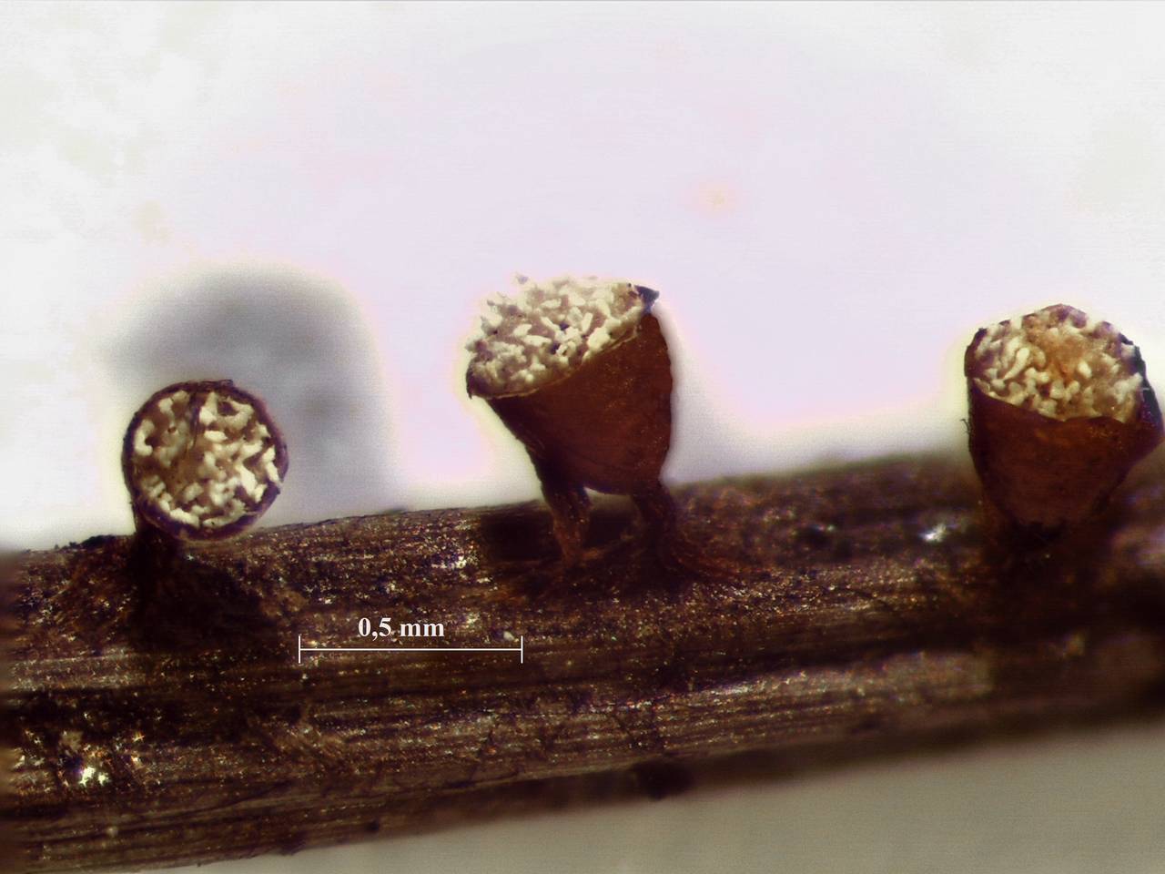 Craterium minutum - внешний вид спороношений, Нелидовский, Tver Oblast (Russia)