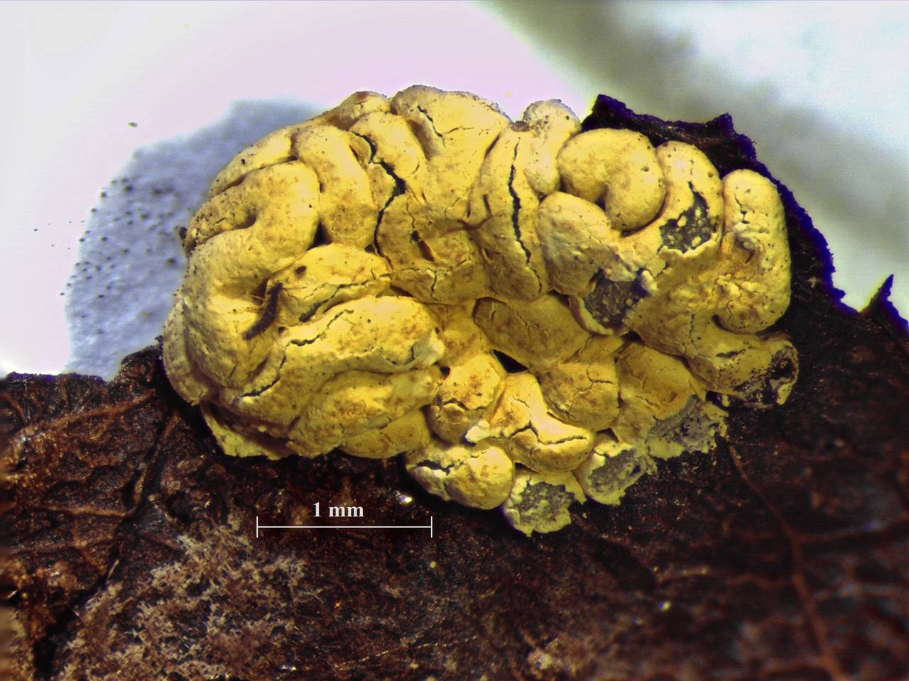 Physarum contextum - внешний вид спороношений, Нелидовский, Tver Oblast (Russia)