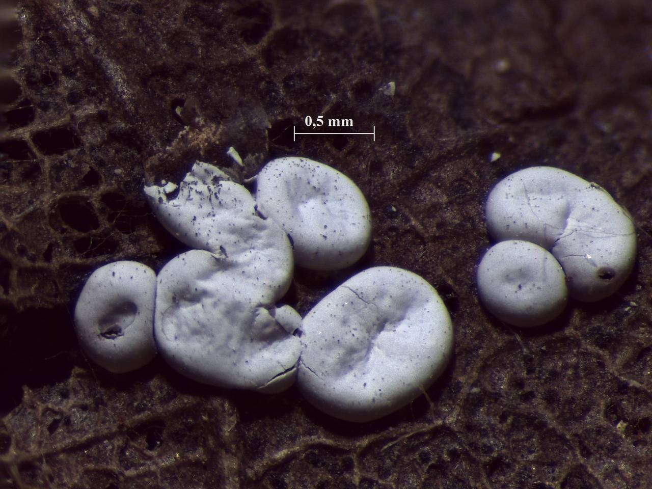 Diderma effusum - внешний вид спороношений, Нелидовский, Tver Oblast (Russia)
