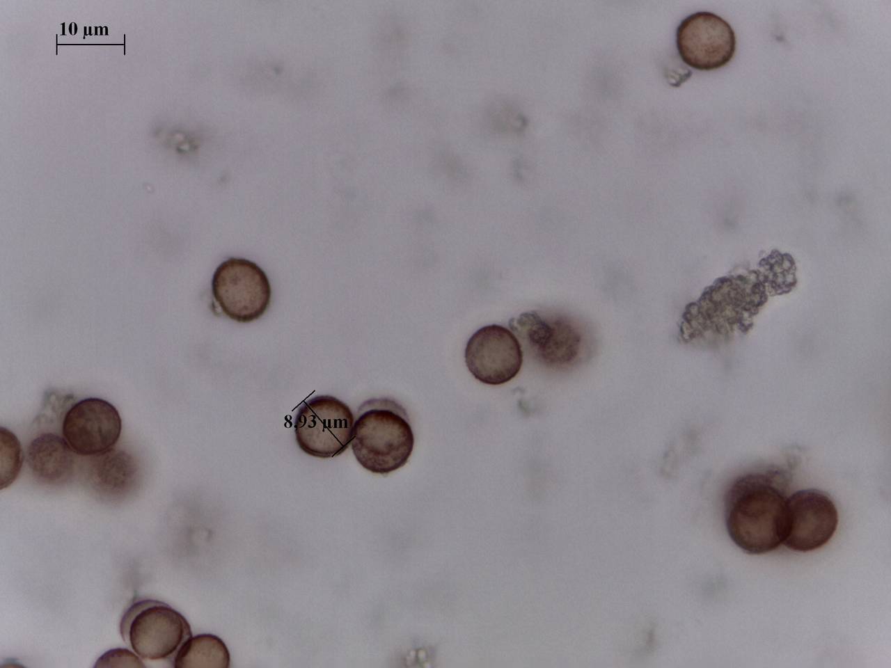Diderma effusum - внешний вид спороношений, Нелидовский, Tver Oblast (Russia)