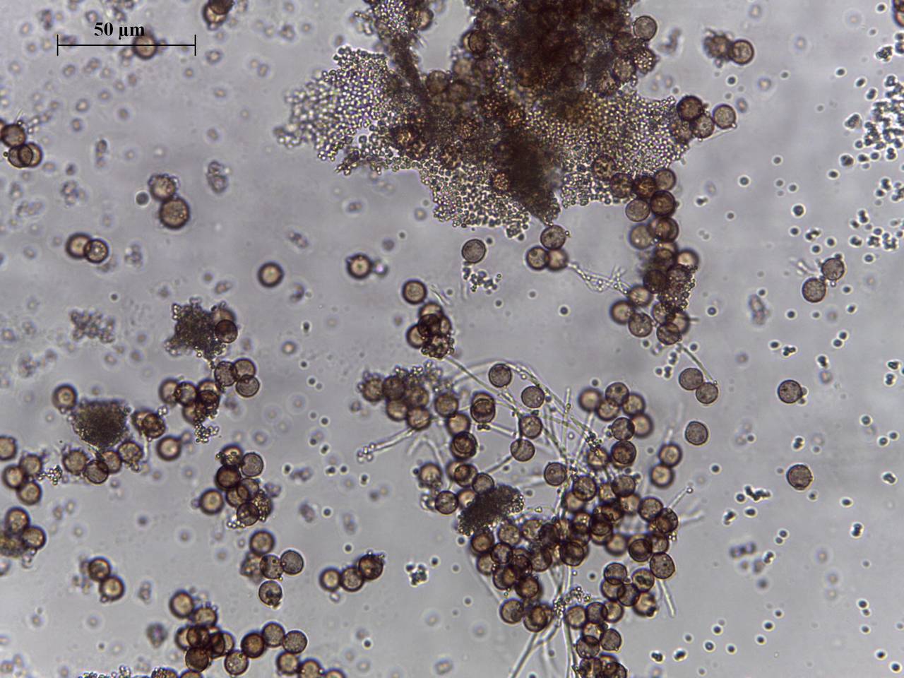 Diderma effusum - внешний вид спороношений, Нелидовский, Tver Oblast (Russia)