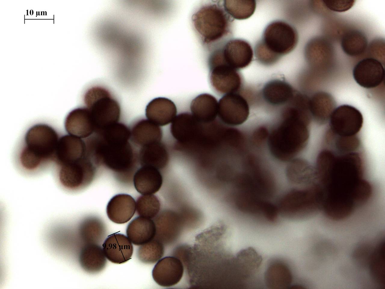 Physarum diderma - споры × 1000, Курагинский, Krasnoyarsk Krai (Russia)