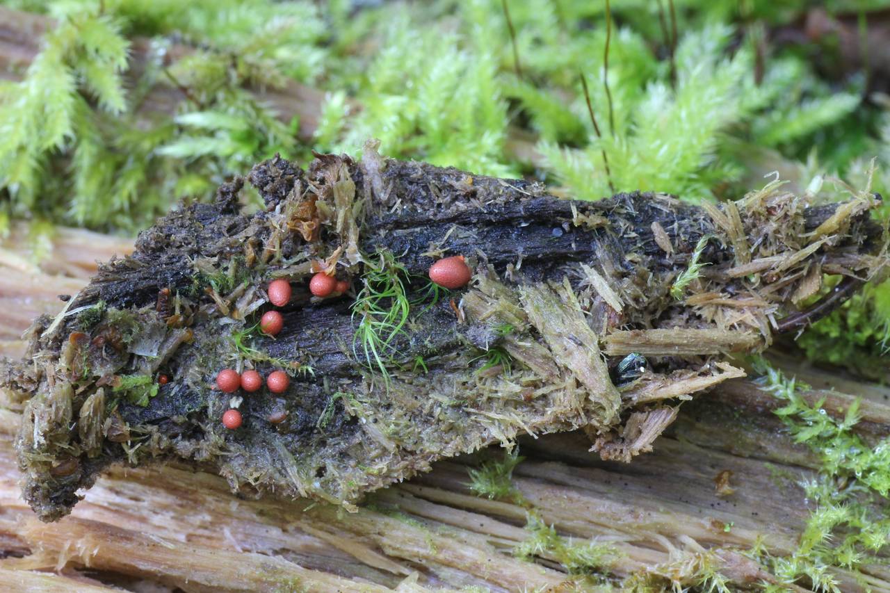 Lycogala conicum - внешний вид спороношений, Нелидовский, Tver Oblast (Russia)