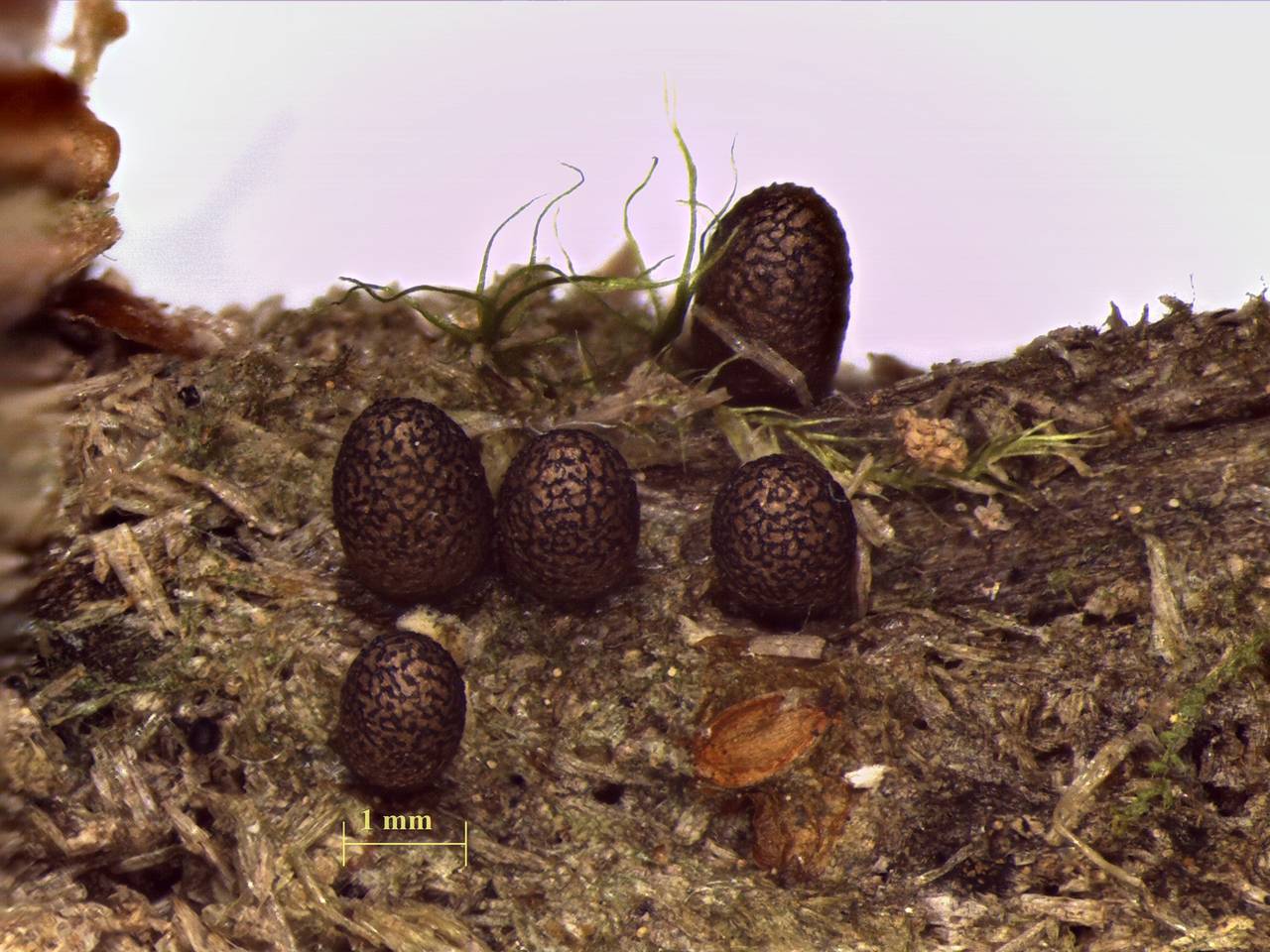 Lycogala conicum - внешний вид спороношений, Нелидовский, Tver Oblast (Russia)
