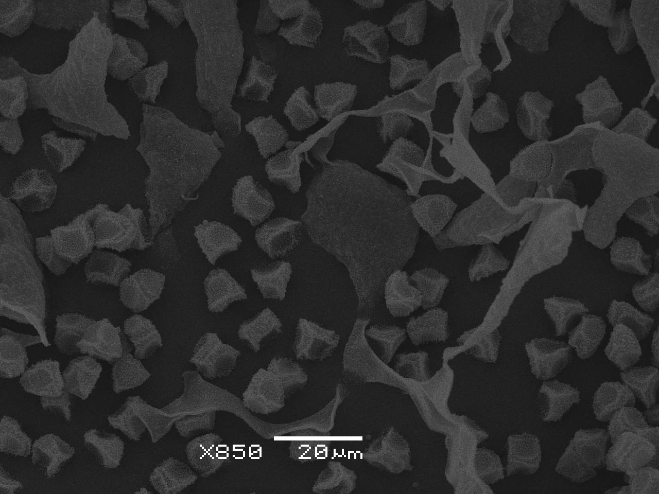 Fuligo muscorum  - фрагмент сети капиллиция, узелки и споры, СЭМ, Нелидовский, Tver Oblast (Russia)