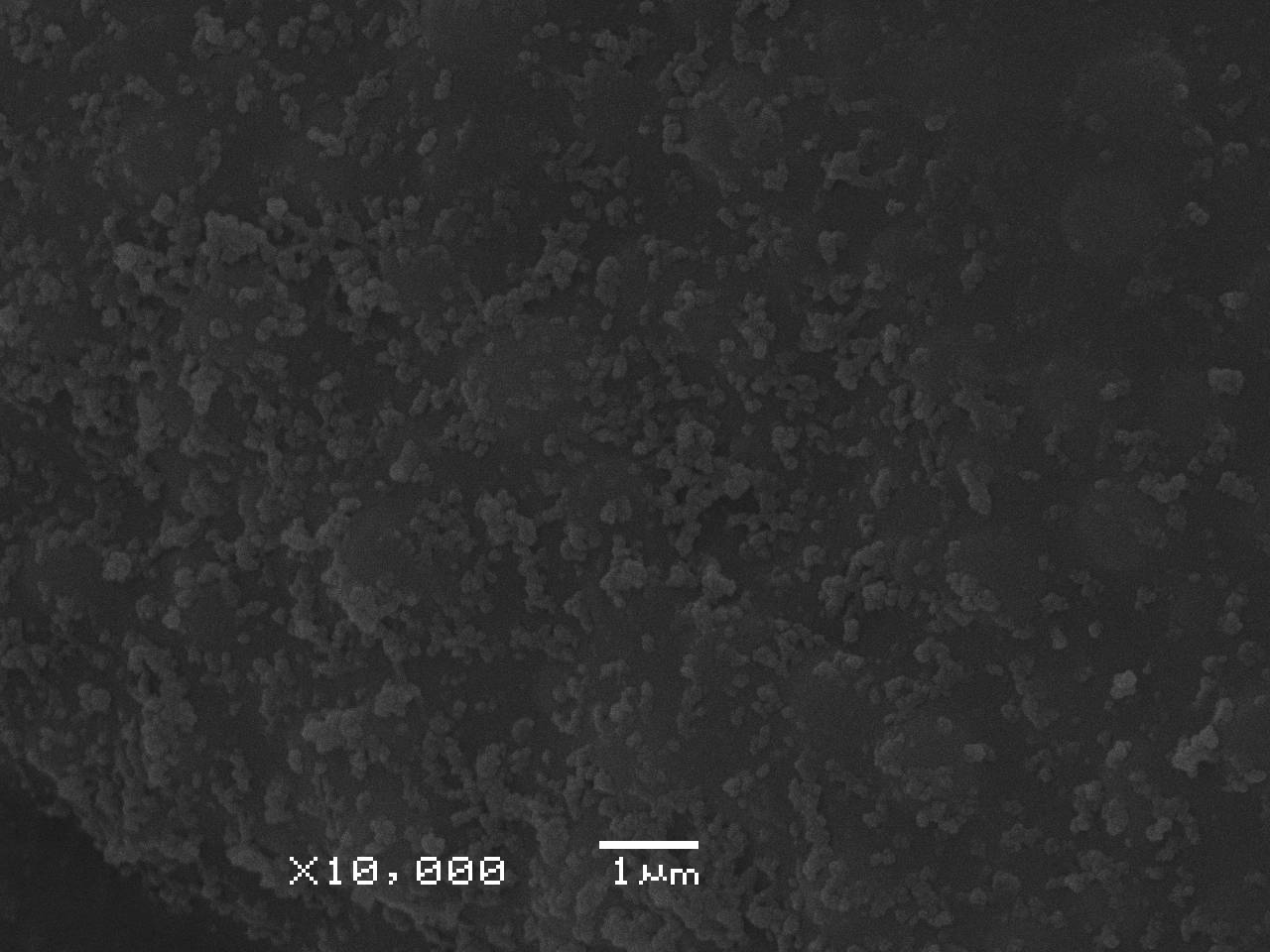 Fuligo muscorum  - фрагмент сети капиллиция, узелки и споры, СЭМ, Нелидовский, Tver Oblast (Russia)