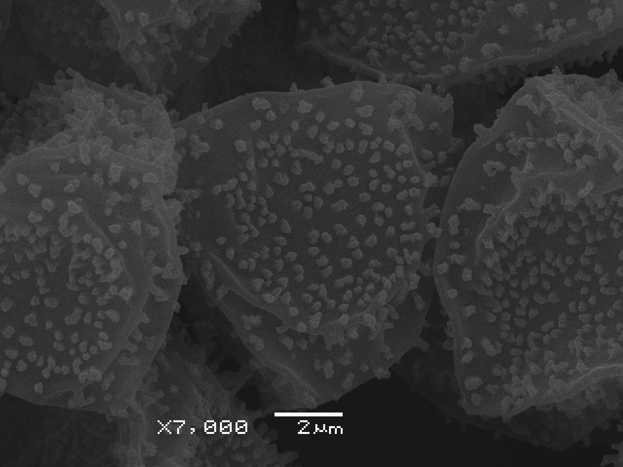 Fuligo muscorum  - фрагмент сети капиллиция, узелки и споры, СЭМ, Нелидовский, Tver Oblast (Russia)