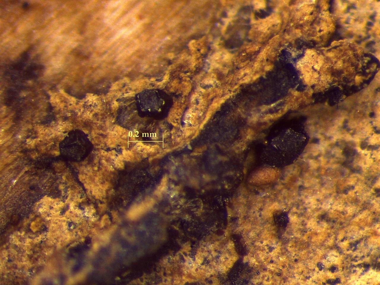 Licea tenera - внешний вид спороношений, Нелидовский, Tver Oblast (Russia)