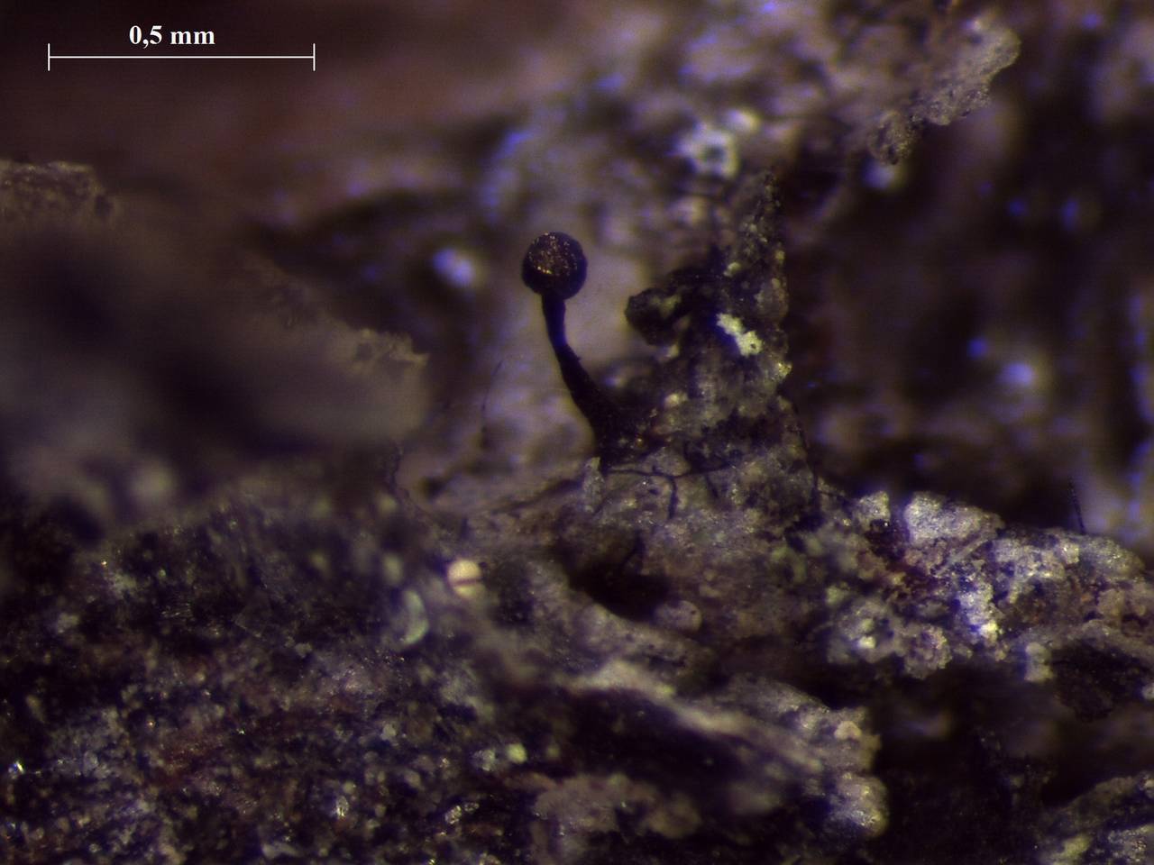 Licea operculata - внешний вид спороношений, Нелидовский, Tver Oblast (Russia)