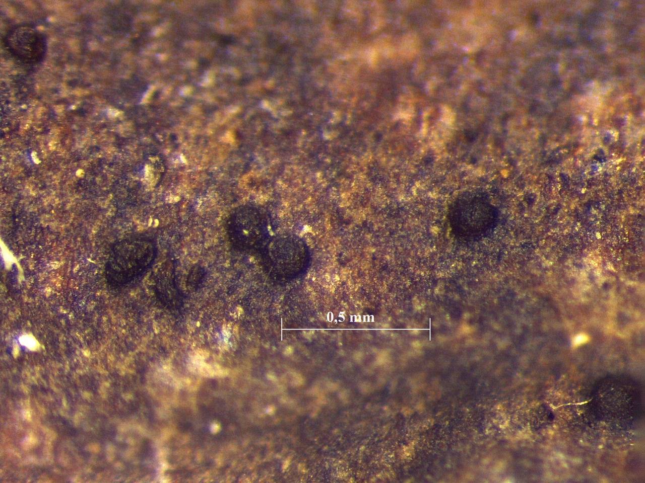 Licea parasitica - внешний вид спороношений, Нелидовский, Tver Oblast (Russia)