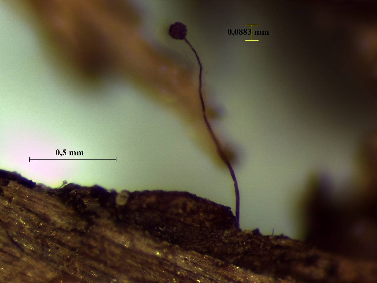 Cribraria microcarpa - внешний вид спороношений, Нелидовский, Tver Oblast (Russia)