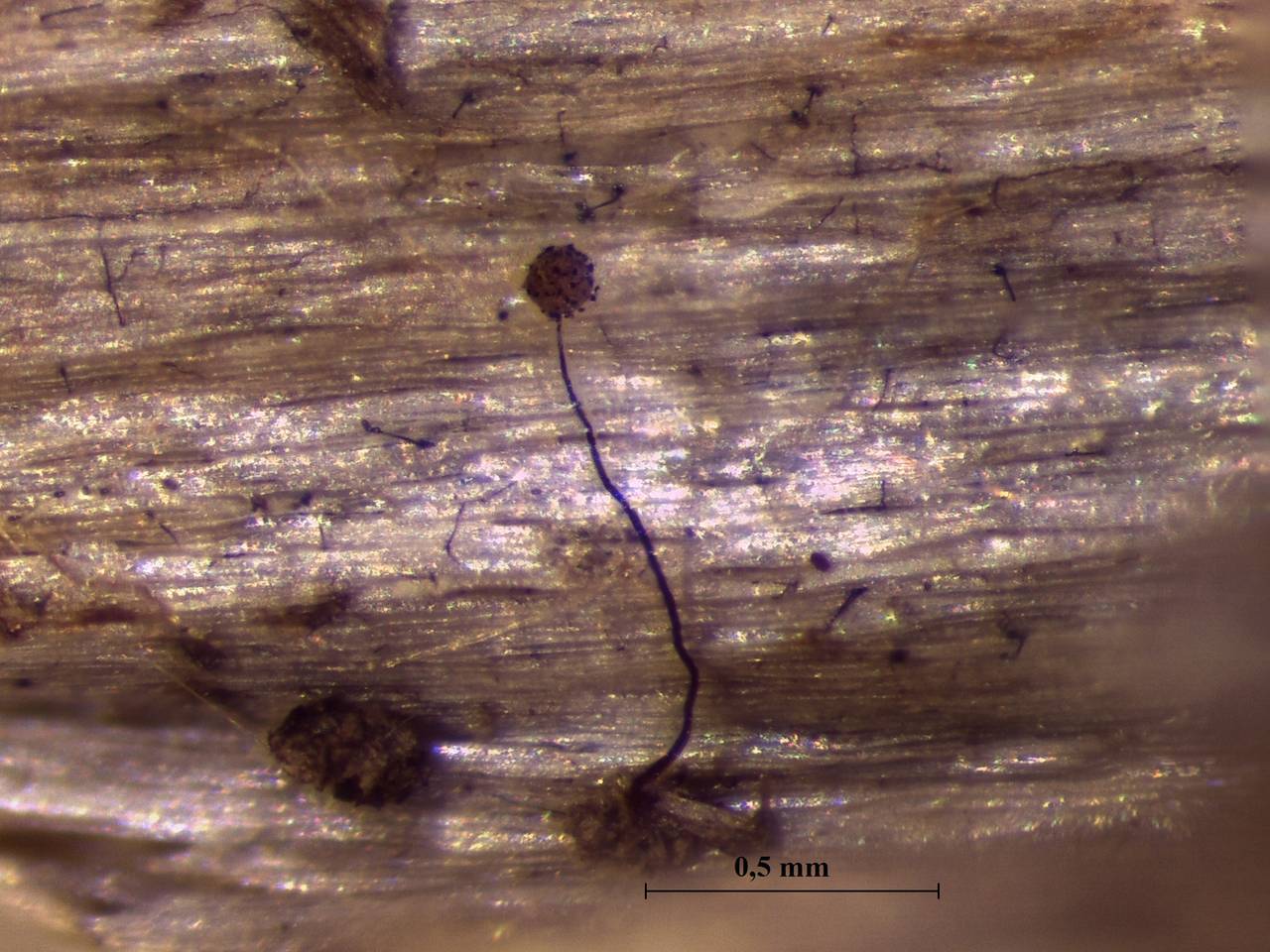 Cribraria microcarpa - длинный спорангий на ножке, Нелидовский, Tver Oblast (Russia)