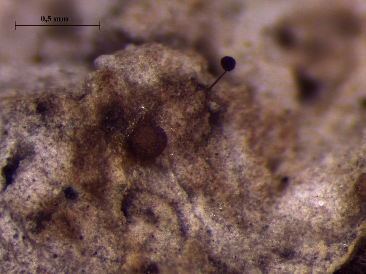 Отдельный сидячий спорангий Perichaena chrysosperma, Нелидовский, Tver Oblast (Russia)