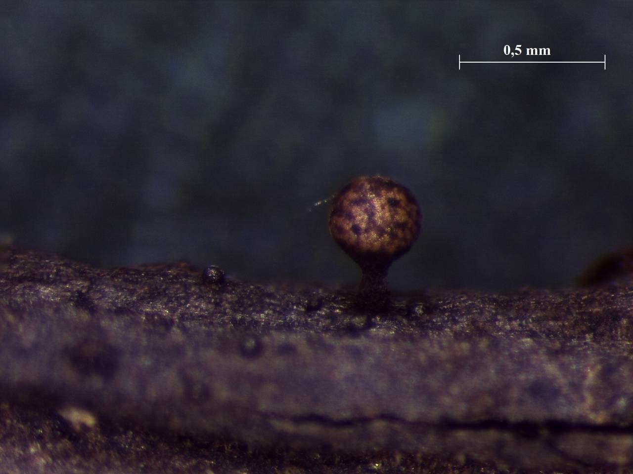 Trichia botrytis - внешний вид спороношений, Нелидовский, Tver Oblast (Russia)