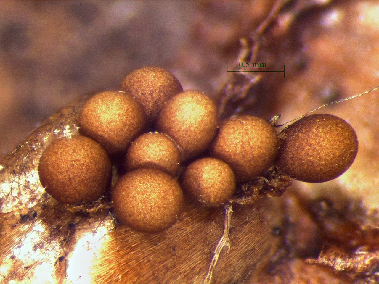 Trichia contorta - внешний вид спороношений , Нелидовский, Tver Oblast (Russia)