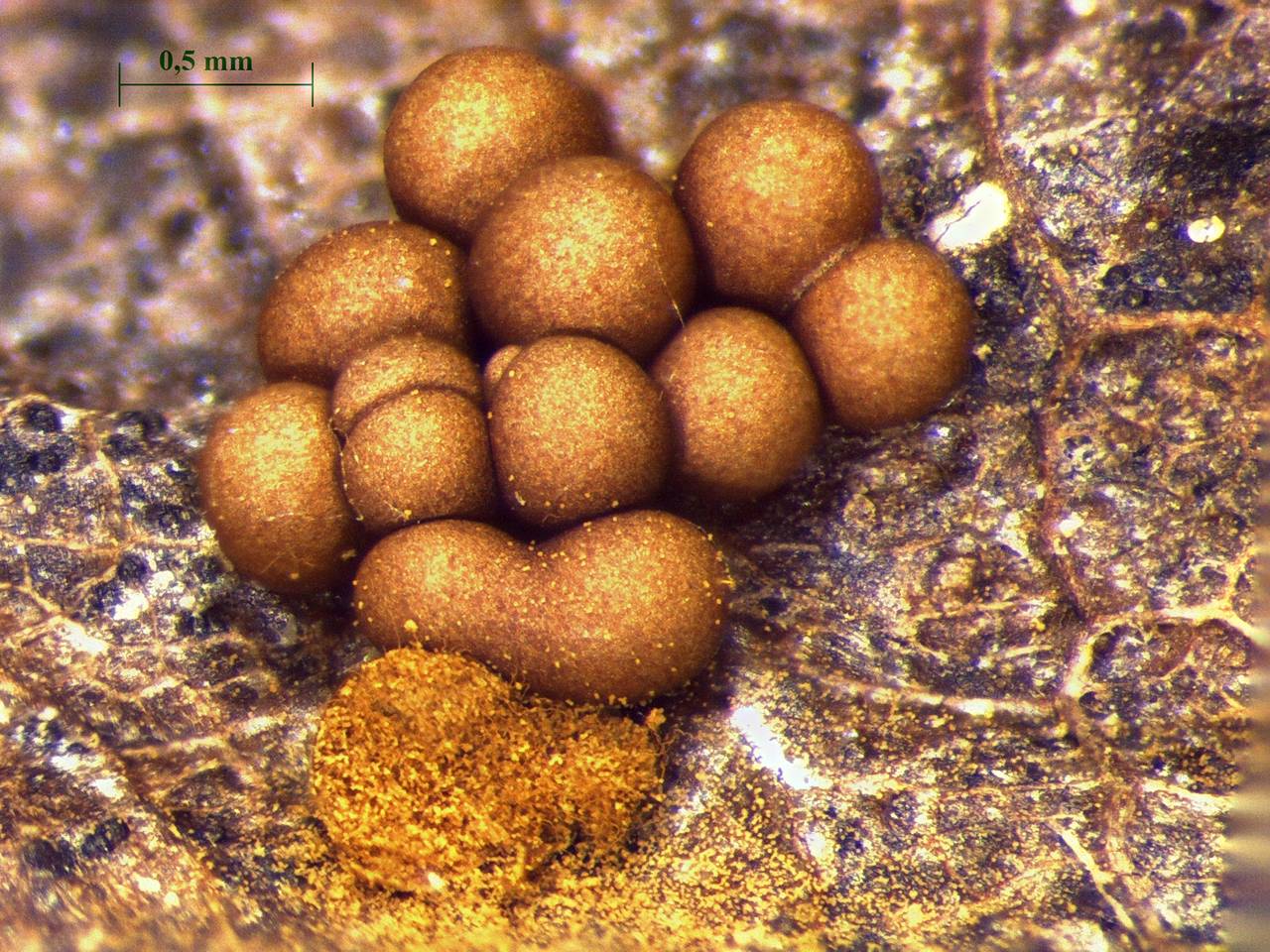 Trichia contorta - внешний вид спороношений , Нелидовский, Tver Oblast (Russia)