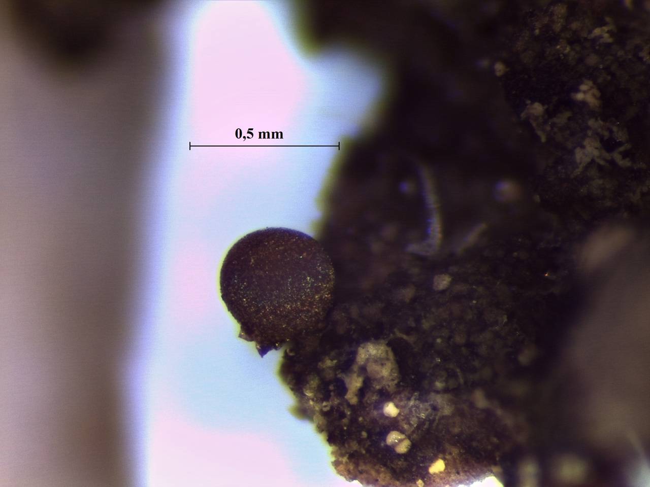 Calomyxa metallica - внешний вид спороношений, Нелидовский, Tver Oblast (Russia)