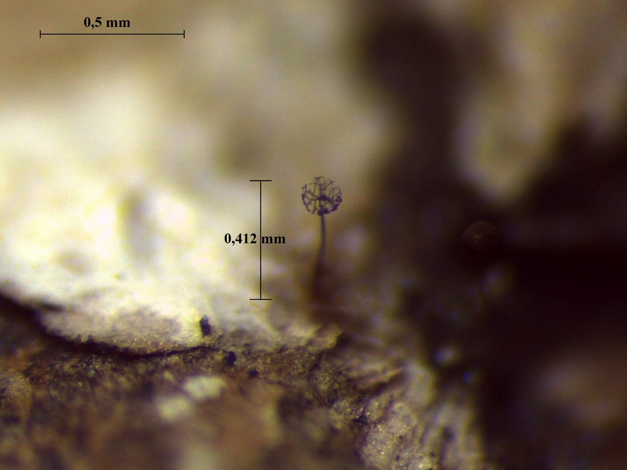 Macbrideola cornea - внешний вид спороношений, Нелидовский, Tver Oblast (Russia)