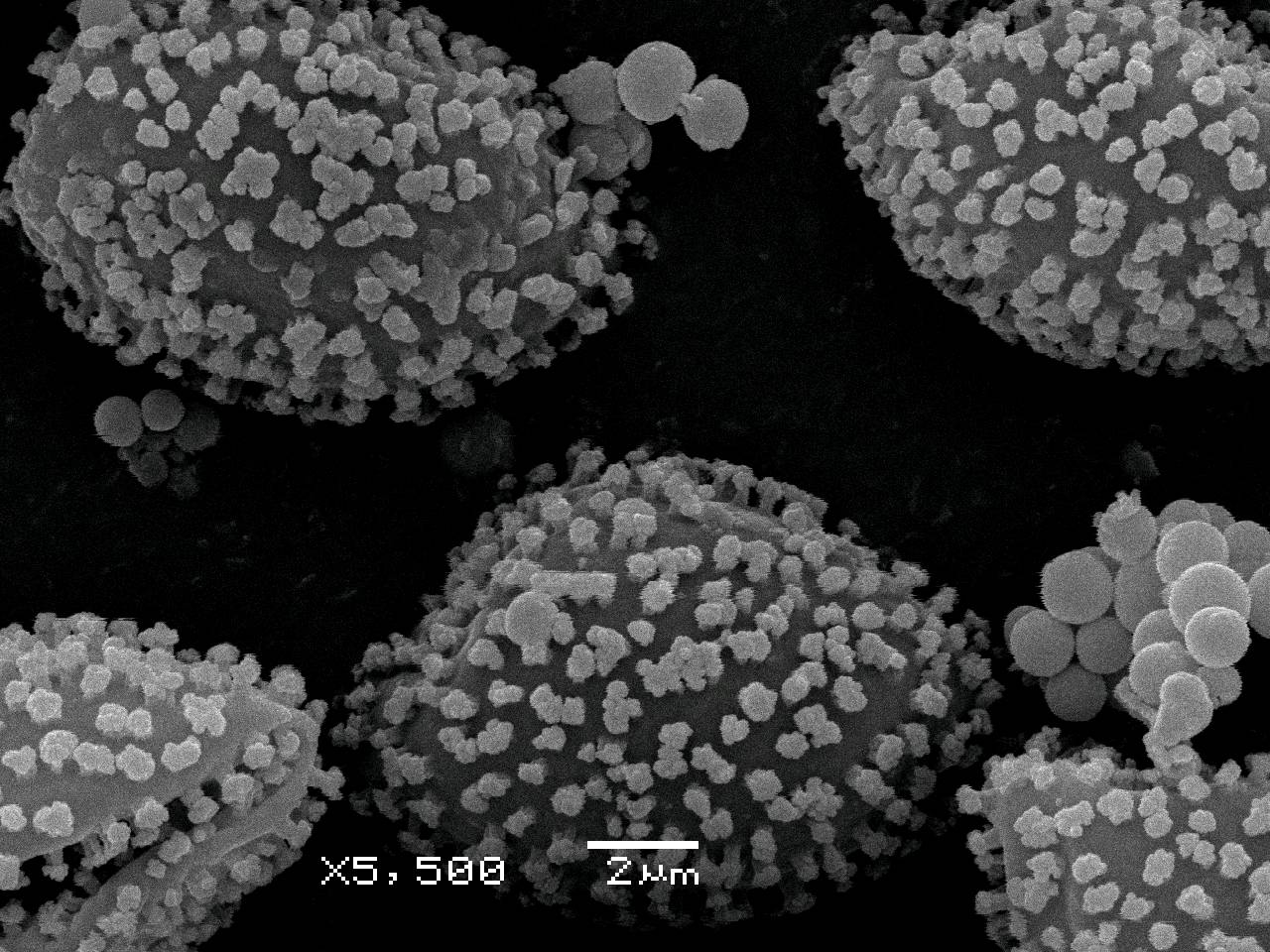 Physarum contextum - Сеть капиллиция с узелками и спорами, СЭМ, Нелидовский, Tver Oblast (Russia)