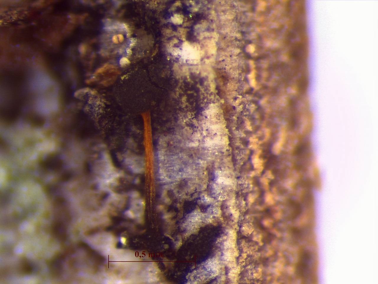 Physarum cf. flavicomum - внешний вид частично разрушенных спороношений, Нелидовский, Tver Oblast (Russia)