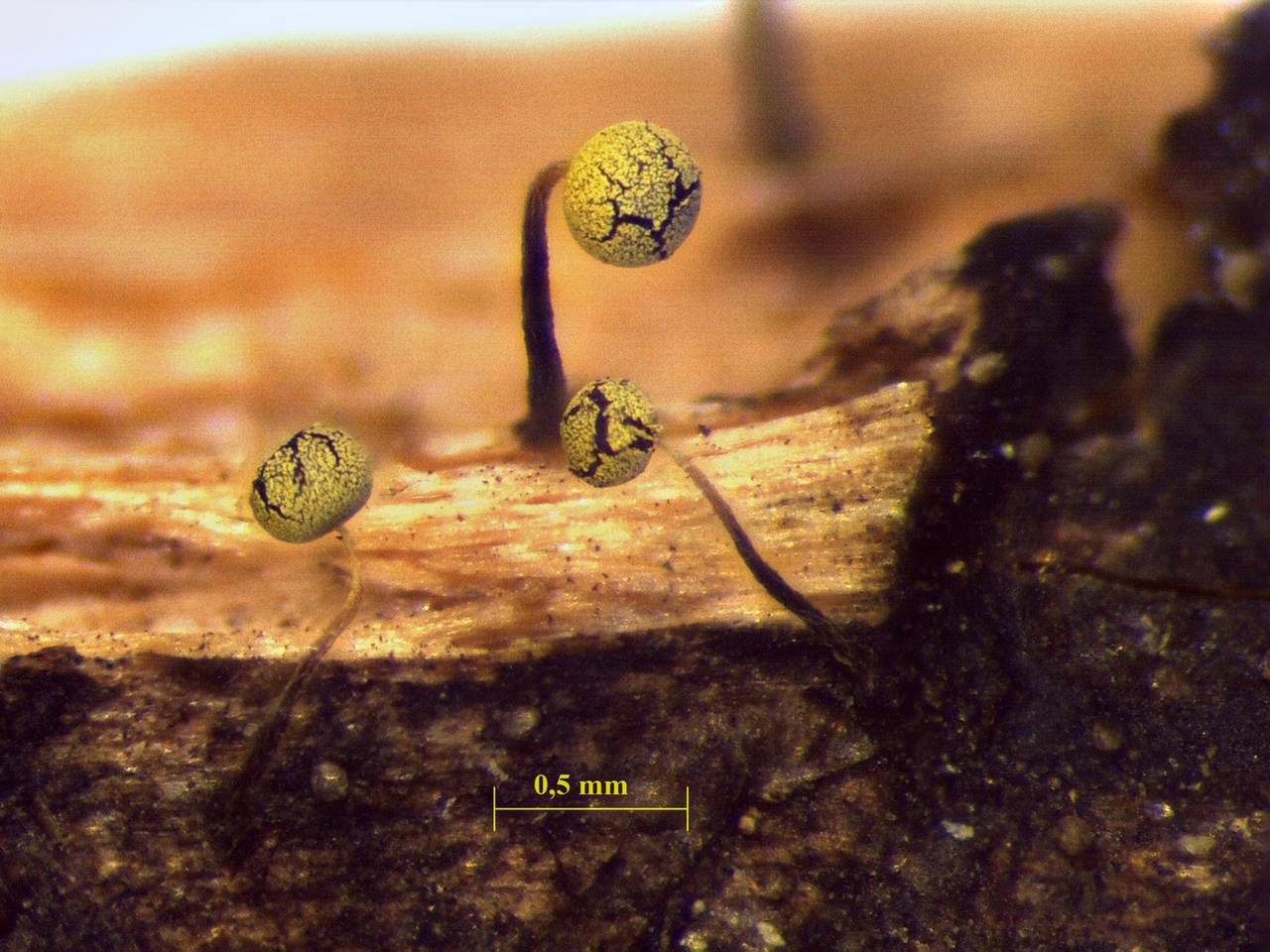 Physarum viride - внешний вид спороношений, Нелидовский, Tver Oblast (Russia)