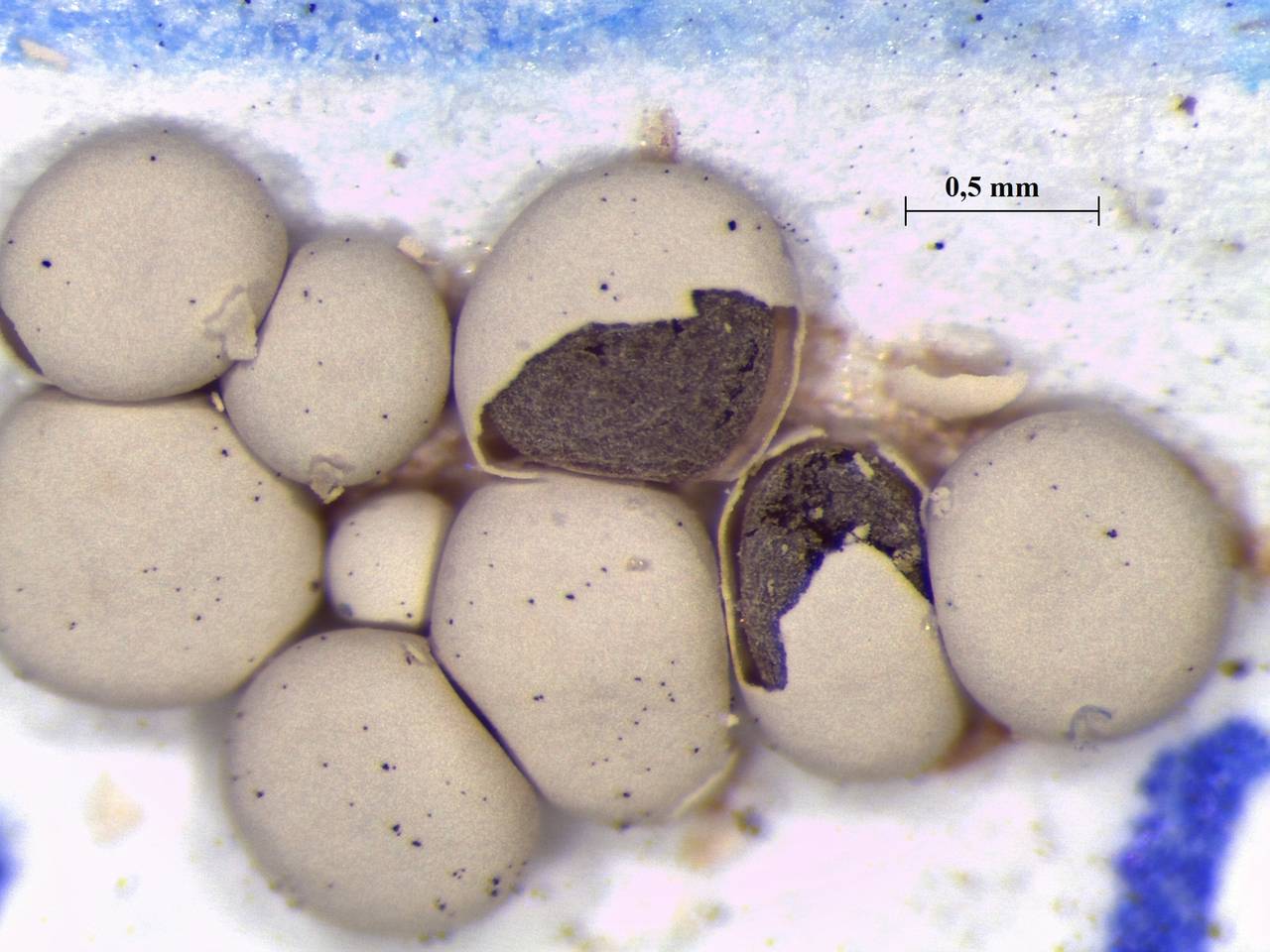 Diderma testaceum - внешний вид спороношений, Нелидовский, Tver Oblast (Russia)