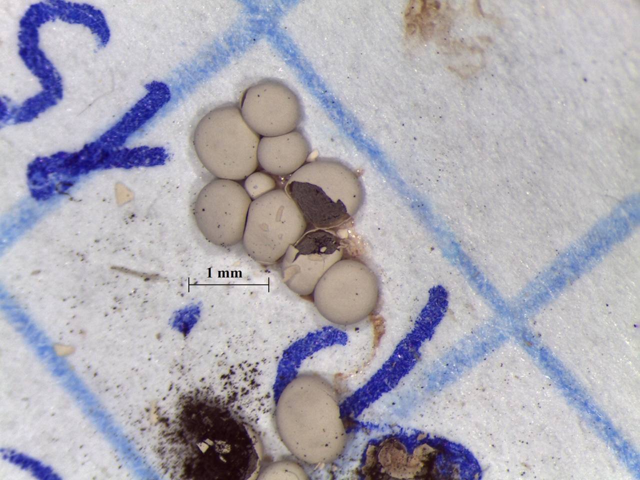 Diderma testaceum - внешний вид спороношений, Нелидовский, Tver Oblast (Russia)