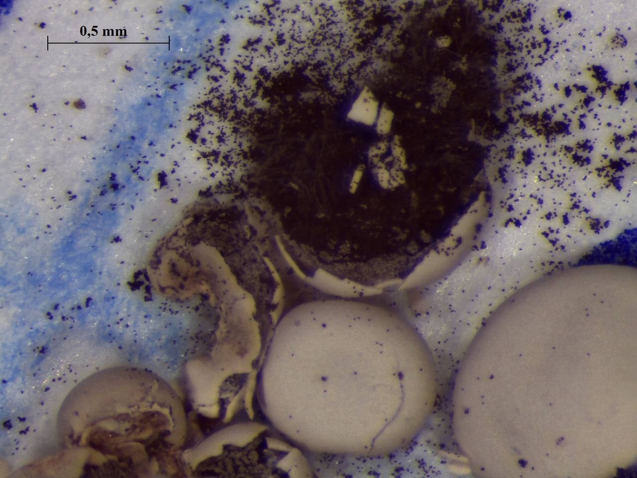Diderma testaceum - внешний вид спороношений, Нелидовский, Tver Oblast (Russia)