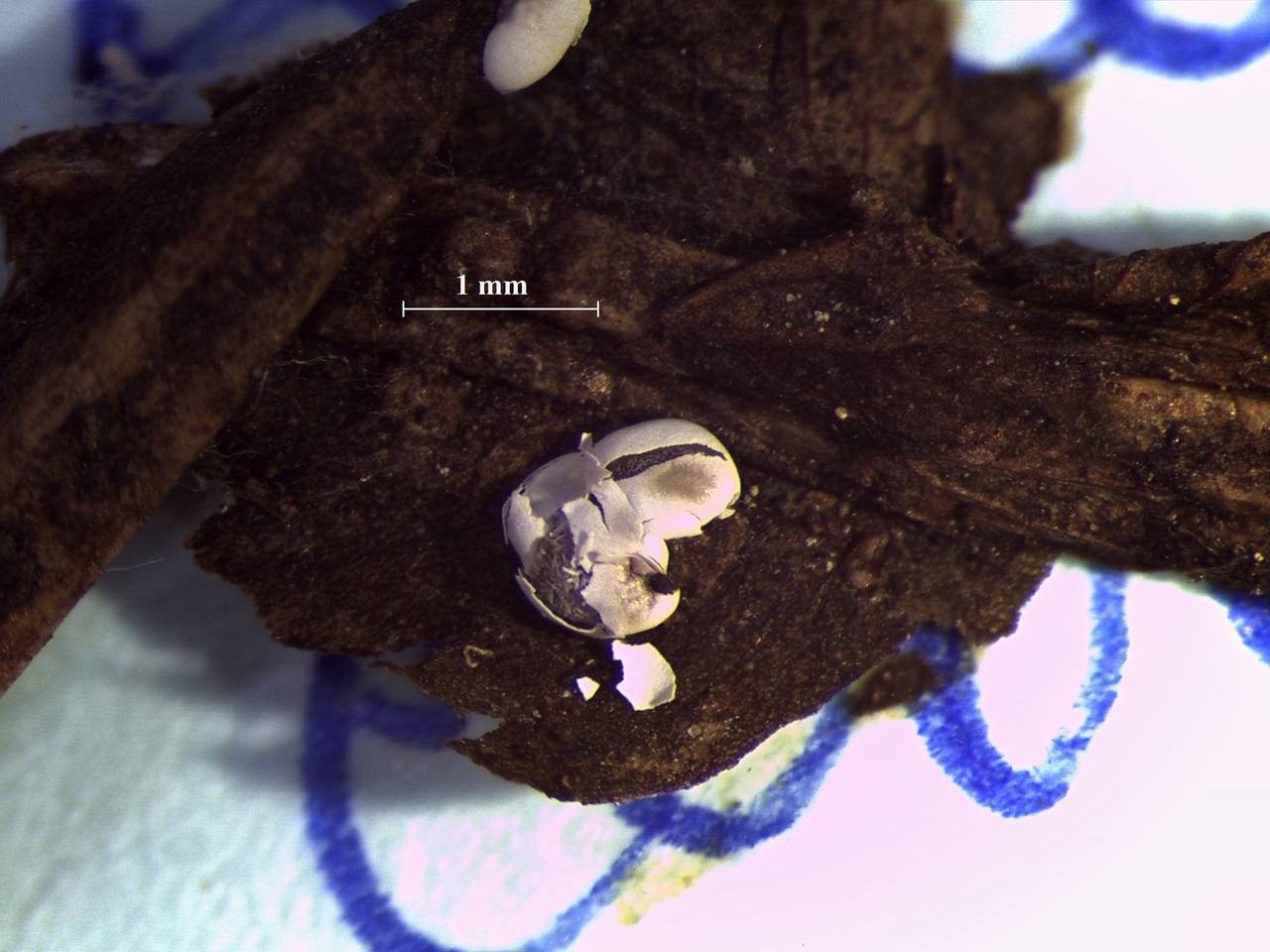 Diderma spumarioides - внешний вид отдельного спорангия, Нелидовский, Tver Oblast (Russia)