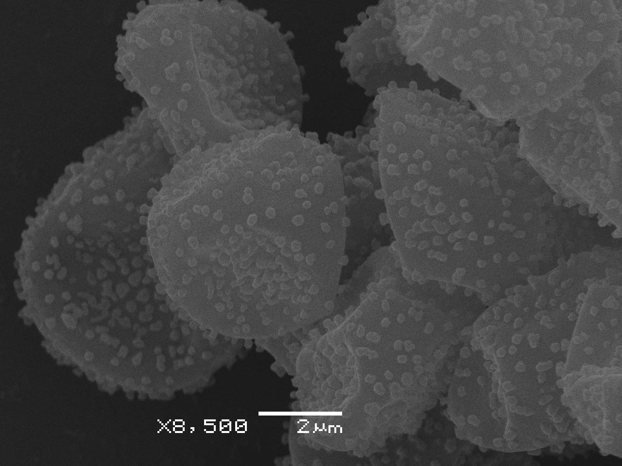 Physarum cf. penetrale - Узелки капиллиция и споры, СЭМ, Селивановский, Vladimir Oblast (Russia)