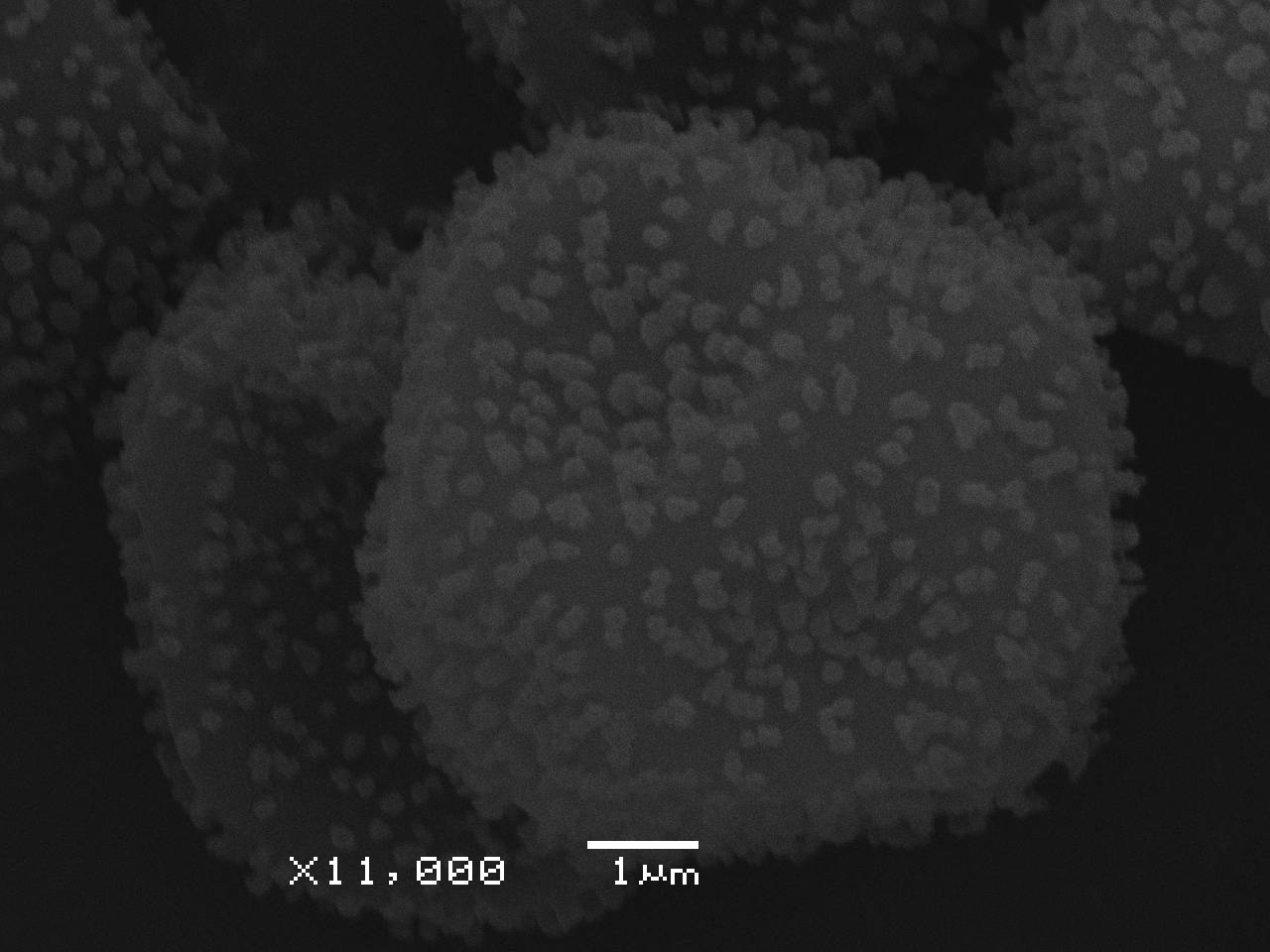 Physarum cf. pusillum - Споры, СЭМ, Селивановский, Vladimir Oblast (Russia)