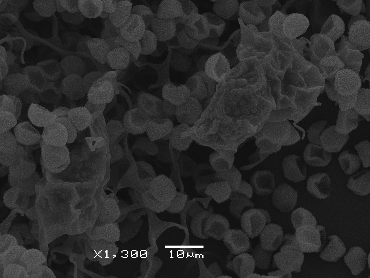 Physarum cf. pusillum - Споры, СЭМ, Селивановский, Vladimir Oblast (Russia)