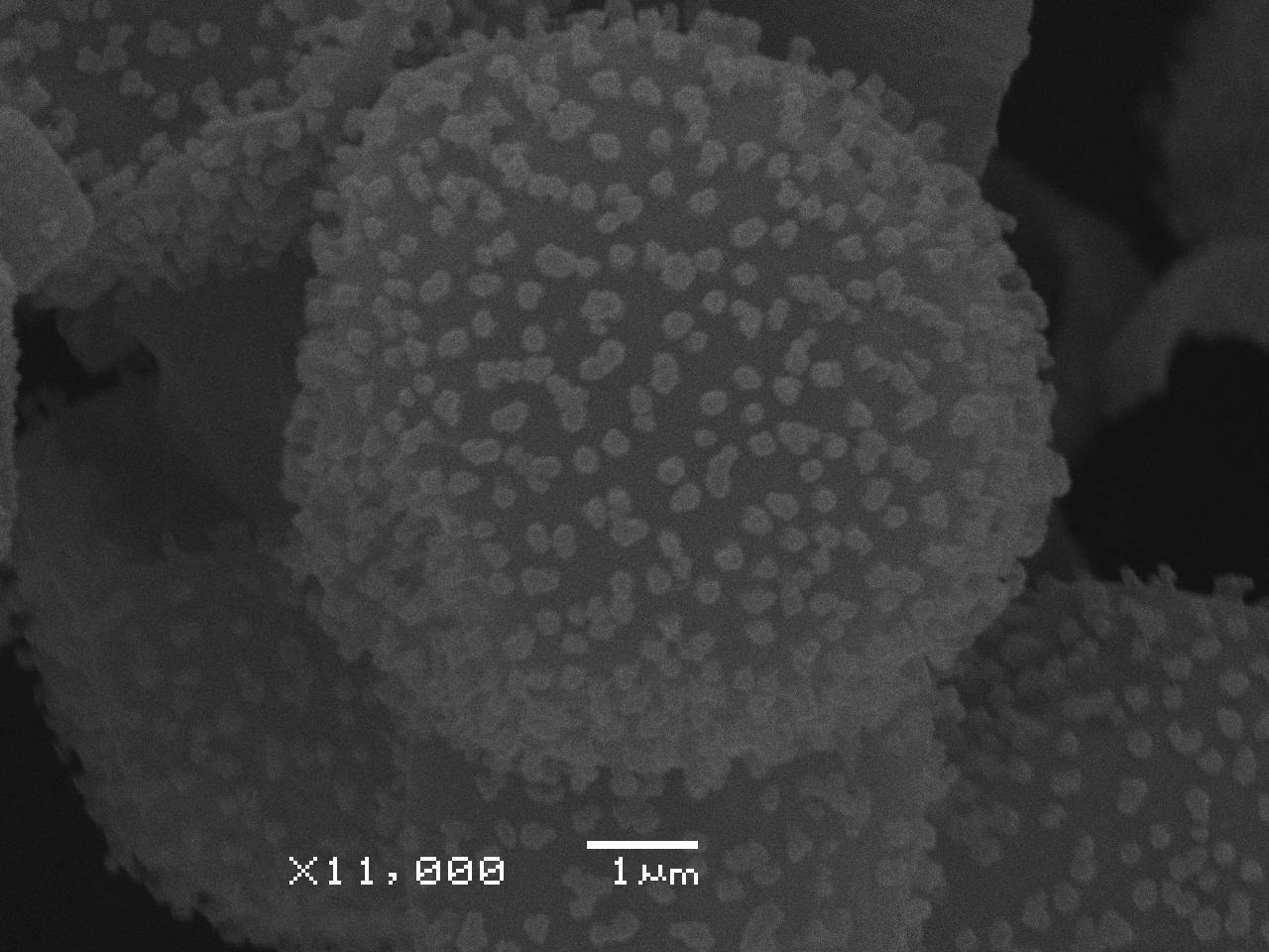 Physarum cf. pusillum - Споры, СЭМ, Селивановский, Vladimir Oblast (Russia)