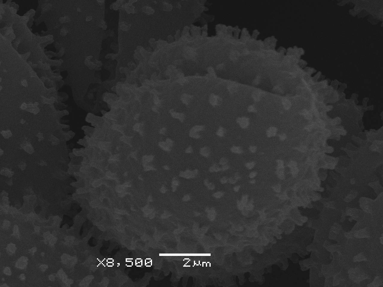 Lamproderma ovoideum - Споры, СЭМ, Нелидовский, Tver Oblast (Russia)