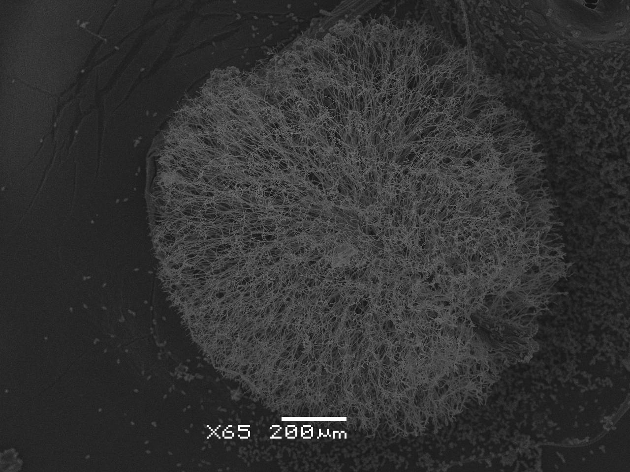 Lamproderma ovoideum - Споры, СЭМ, Нелидовский, Tver Oblast (Russia)