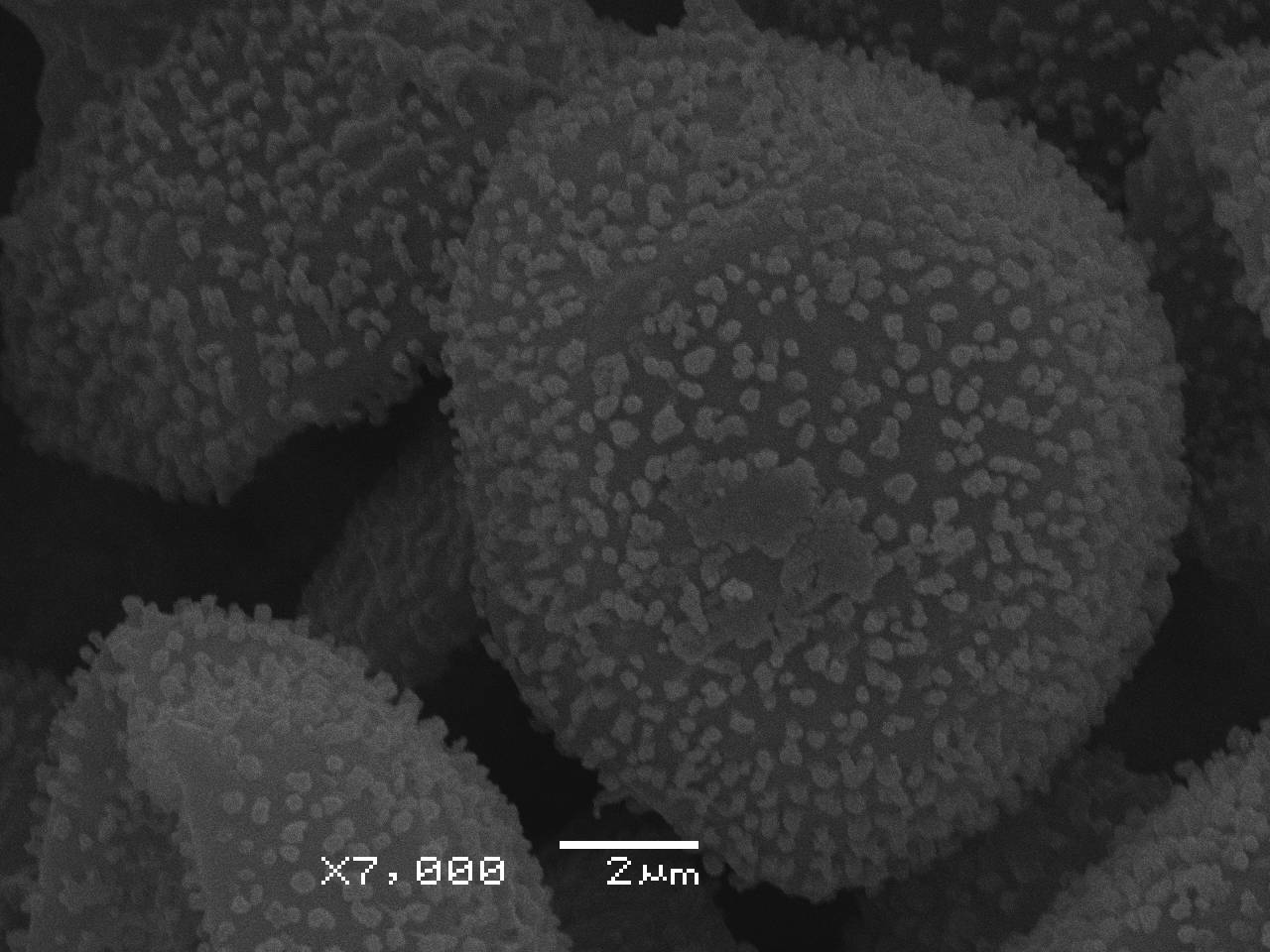 Lamproderma maculatum - спора, СЭМ, Нелидовский, Tver Oblast (Russia)