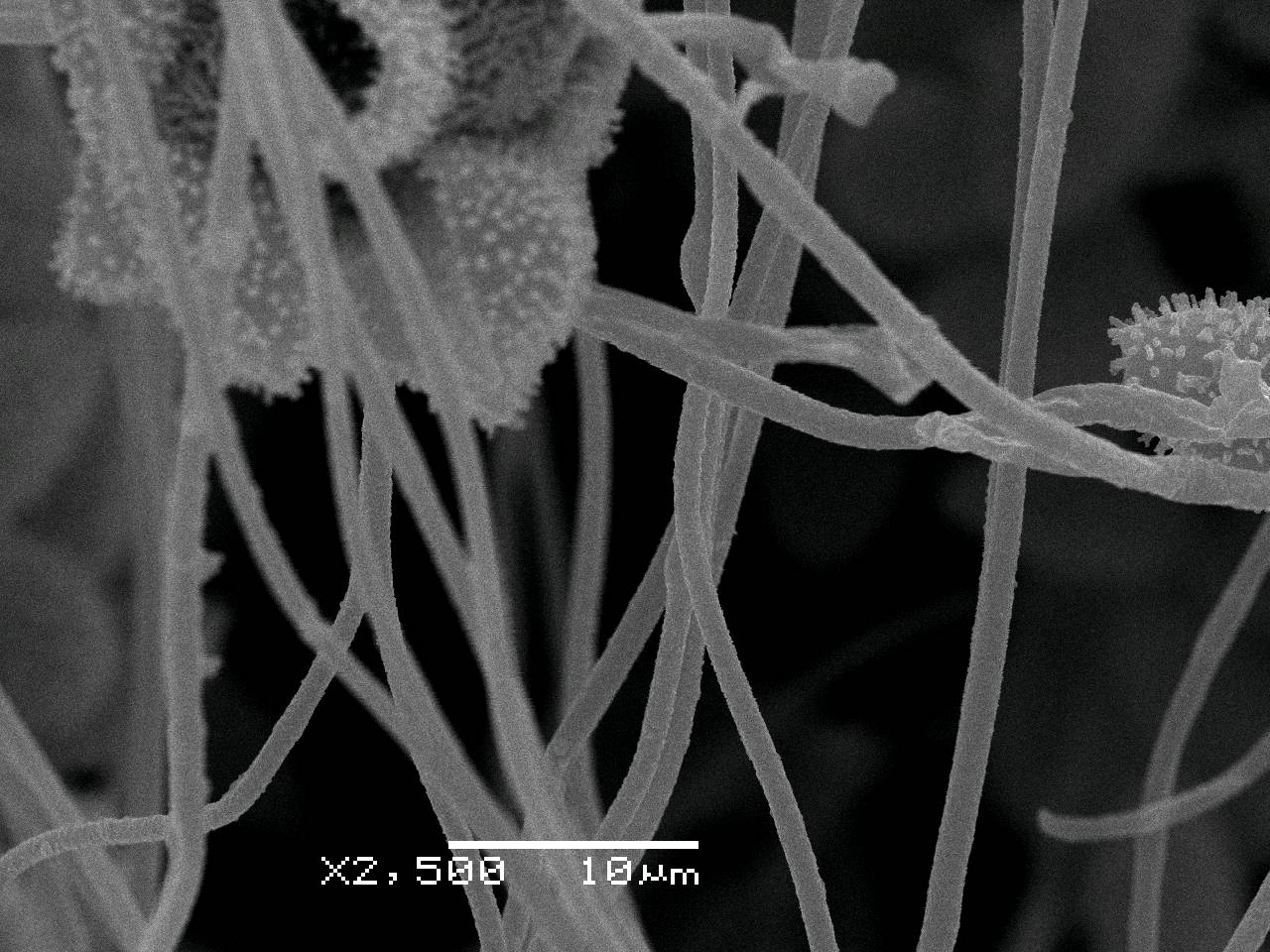 Lepidoderma chailetii - споры на поверхности нитей капиллиция, СЭМ, Нелидовский, Tver Oblast (Russia)