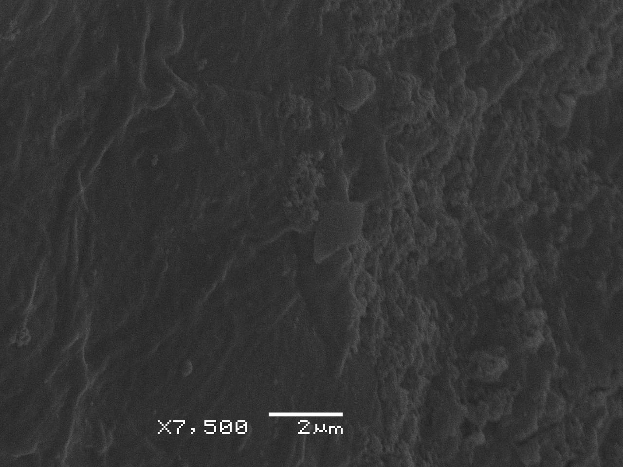 Lamproderma album  - внешний вид спорангия, СЭМ, Нелидовский, Tver Oblast (Russia)