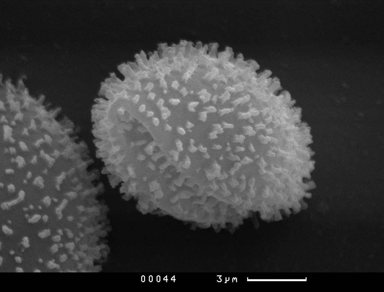 Meriderma aggregatum - сеть капиллиция, СЭМ, Нелидовский, Tver Oblast (Russia)
