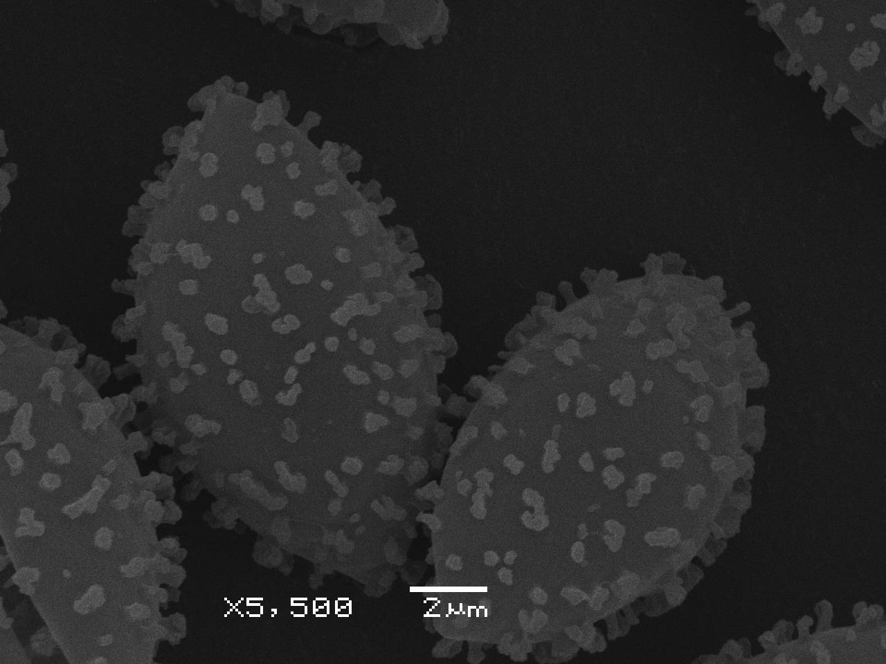 Lamproderma zonatum - спора, СЭМ, Нелидовский, Tver Oblast (Russia)