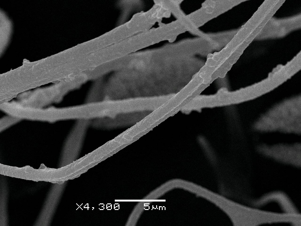 Diderma niveum - поверхность перидия, СЭМ, Нелидовский, Tver Oblast (Russia)