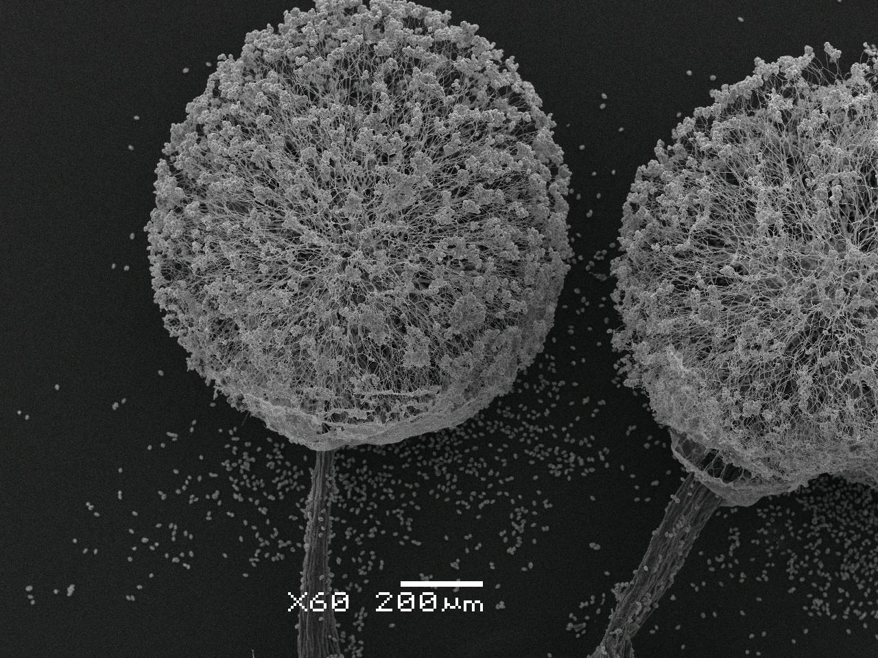 Meriderma carestiae - споры и капиллиций, СЭМ, Нелидовский, Tver Oblast (Russia)